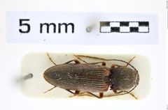 Foto (Dorsalansicht) von Cardiotarsus longicornis (Fleutiaux, 1931) (NHMW-ZOO-COL-0008267)